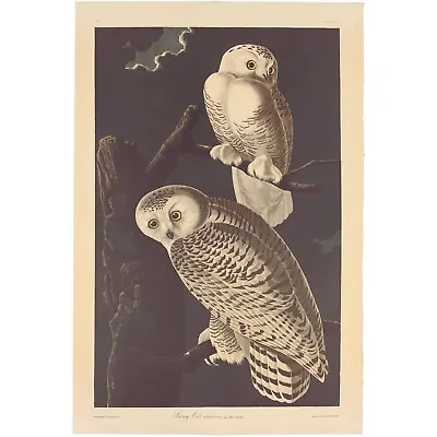 $700 • Buy Audubon Amsterdam Ed Dbl Elephant Folio Lithograph Pl 121 Snowy Owl