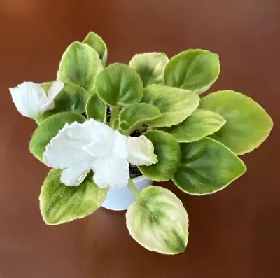 African Violet *OS-DYKHANIE VESNY (OS-BREATH OF SPRING)*  Lovely - Actual Plant! • $16.50