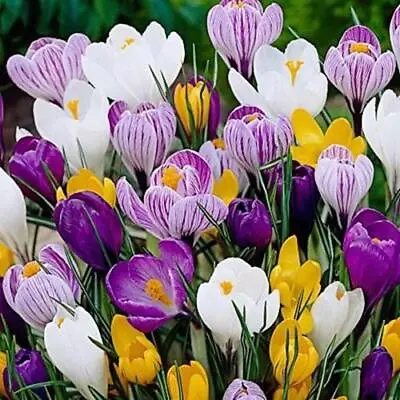 20 Jumbo Crocus Mixture Bulbs- Fall Planting! • $16.96