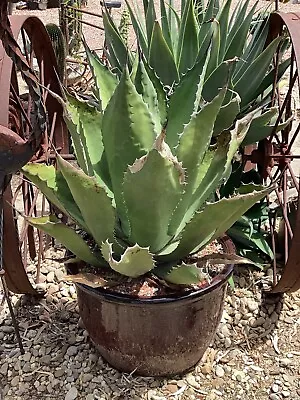 Agave Giant Green Salmiana • $20