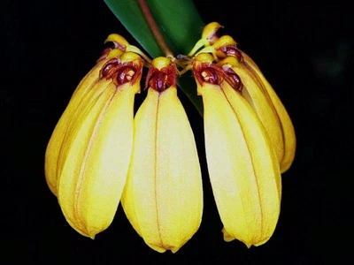$18.50 • Buy Bulbophyllum Mastersianum (Miniature Species)