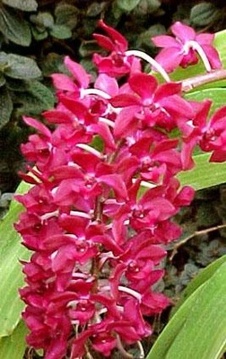 $10 • Buy ORCHID - Rhynchostylis Gigantea 'Red'   SPECIES