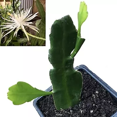 Organic Queen Of The Night Plant (Epiphyllum Oxypetalum) In 2.5-inch Pot - • $18