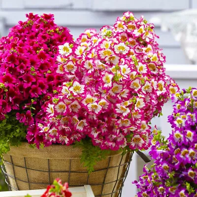 £3.29 • Buy 100 Mixed Angel Wings Flower Seeds Easy To Grow UK Multi Colour Schizanthus