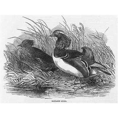 BIRDS Mandarin Ducks - Antique Print 1851 • £7.99