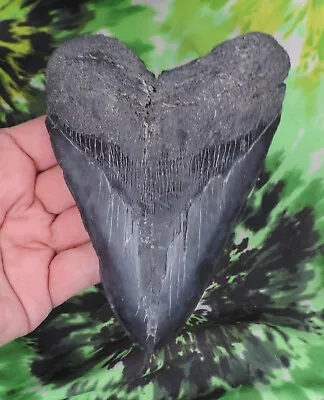 Megalodon Sharks Tooth 5 1/8  Inch NO RESTORATIONS Fossil Sharks Teeth Tooth • $22.50