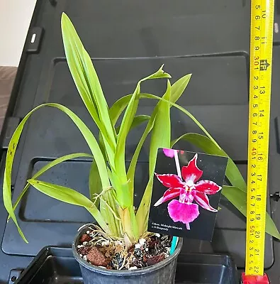 Orchid Oncostele Knock Out “Deman” - Flowering Size Seedling • $40