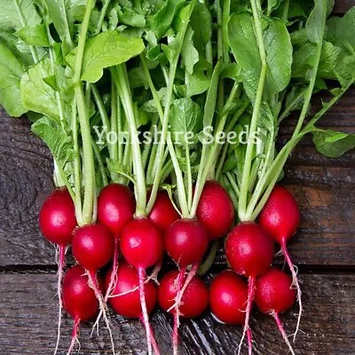 1000 X Radish Cherry Belle Seeds Fast Growing Finest Quality Vegetable Seeds • £1.99