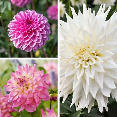 Dahlia 'Beautiful Bouquet Collection' Striking Display Trio 6x Tubers By T&M • £17.99