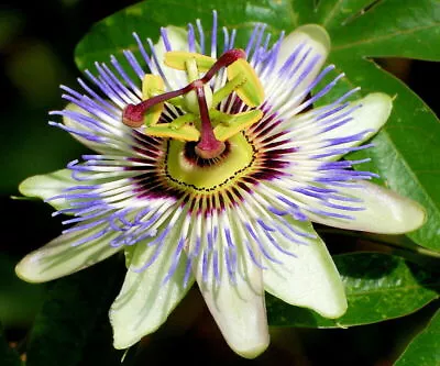 £1.29 • Buy Passion Flower (Passiflora Caerulea) - 35 Seeds