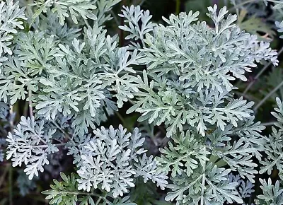 Wormwood Artemisia Absinthium  2000 Seeds + FREE REUSABLE PLANT LABEL • £0.99