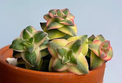 Crassula Perforrata Variegated Succulent Cutting X 1 • $4.50