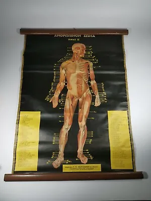 Vintage Greek Litho School Educational Wall Map With Human Body Anthropology  • $103.28