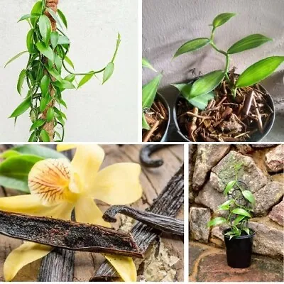 2 Vanilla Planifolia Orchid Plant Species Rooted-Live Cutting Vanilla Bean Plant • $14.45