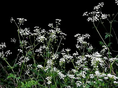  Cow Parsley Anthriscus Sylvestris Wildflower For The Cottage Garden 50 Seeds • £3.25