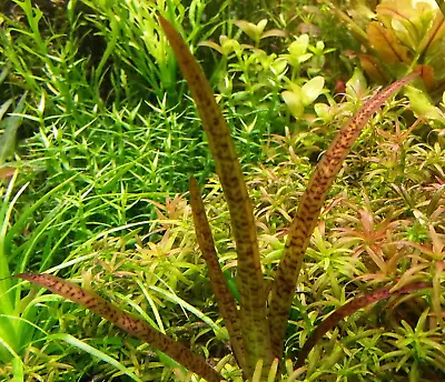 Vallisneria Spiralis 'Leopard' - Bare Root - 4 Plants • £2.40