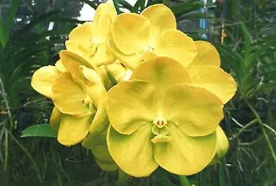 Vanda Nopporn Golden Dream Yellow Orchid Plant With Multiple Fans • $34.50