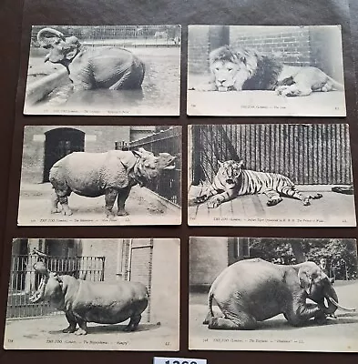 Set Of 6 Vintage Postcards London Zoo C.1910 (P007) • £30