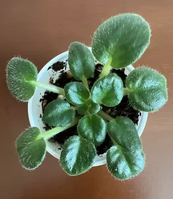 African Violet *ROB'S FUDDY DUDDY*   Cute Purple Pansy!  Semiminiature • $5