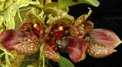 Bulbophyllum Frostii - Interesting Flowers On A Miniature • $18