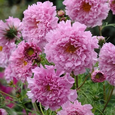 25 Fizzy Pink Cosmos Seeds  • £2.39