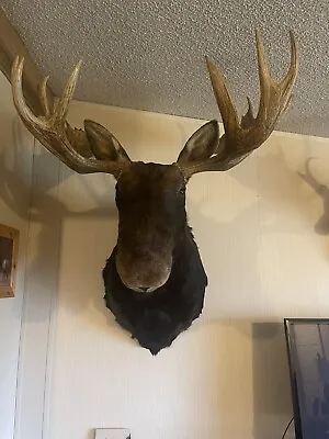 Moose Head Wall Mount • $10000