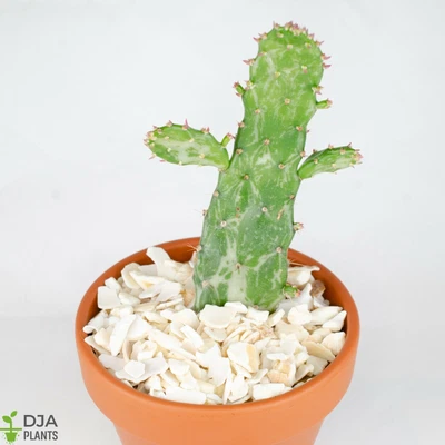 £12 • Buy Opuntia Monacantha F.monstruosa Variegata Cactus 9cm Terracotta Pot. Grown In UK