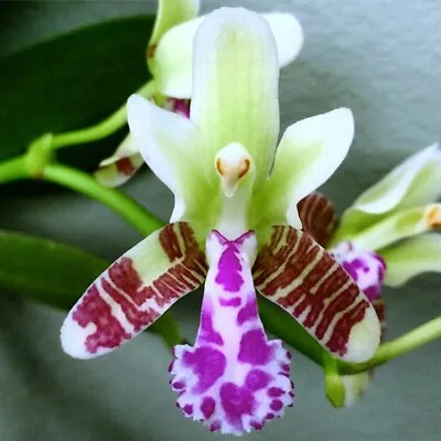 $35 • Buy LP-46 Phalaenopsis Japonica (Sedirea Japonica) Fragrant - Species