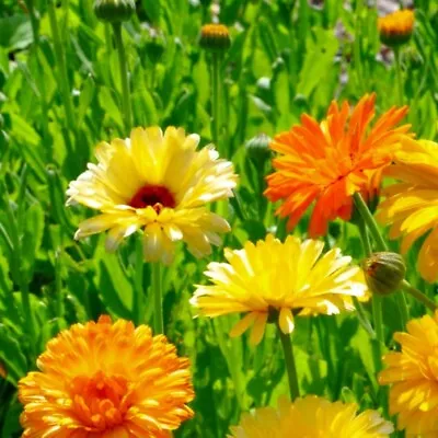 Calendula Seeds | Pacific Beauty Mix | Heirloom | Fresh Flower Seeds • $40