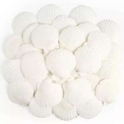 Jangostor 20 PCS Scallop Shells Natural Seashell 2.3  To 3.5  White Scallop She • $13.26