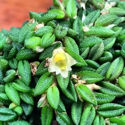 Blooming Size Micro Miniature Orchid Species Dockrillia Toressae • $25.99