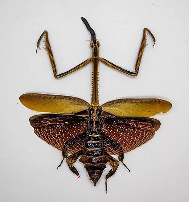 Mantidae -Mantis - Ceratocrania Macra (f) -Cameron Highlands Malaysia (MS100-K) • $14.98