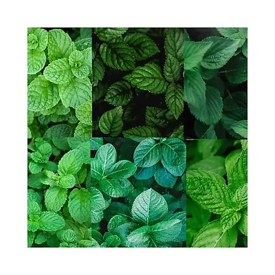 Ultimate Mint Plant Collection *12 Different Varieties* Herb Plants Mint Plants • £16.99