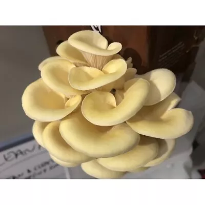 Aussie Mushrooms Spawn Bag 1.7kg - Yellow Oyster Pleurotus Citrinopileatus • $44.95