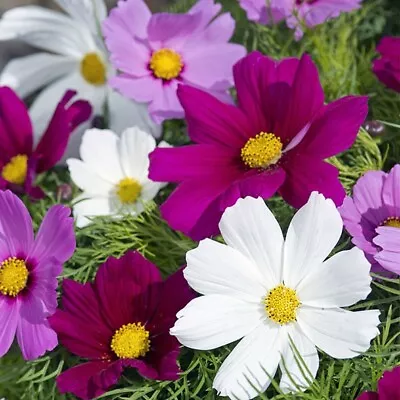 5 X Cosmos Candyfloss Mix Flower Plug Plants • £8.75