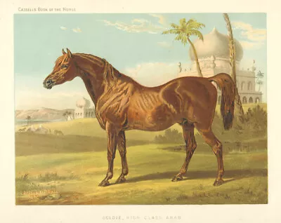 HORSES Antique Original Print Cassell's Book Of The Horse C1870s • £17