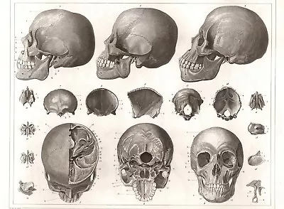 1850 Bones Of The Human Head JG Heck NEW Fine Art Giclee Print Skulls Anatomy • $6.99