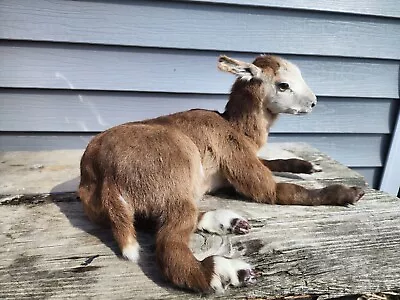 Baby Ram Goat Sheep Taxidermy Racoon Squirrel Hunting Ram • $365