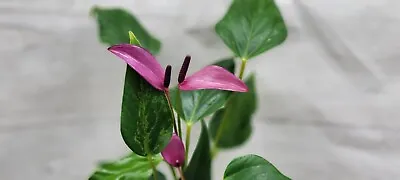 Anthurium Tiny Purple Anthurium Andraeanum Aristo Live Houseplant In 4  Pot • $16.99