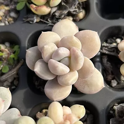 Graptopetalum Cheese Cross Pachy. Cv. MOMOBIJIN In 5cm Pot • $5.95