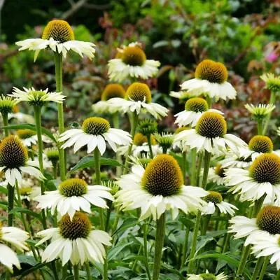 Echinacea White Swan 25 Seeds HERB Flower Garden POLLINATOR Spring Autumn Easy • $5.49