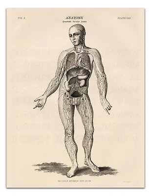 Anatomy LYMPHATIC VASCULAR SYSTEM XXI Vintage Illustration 22x17  Art Print • $20.99