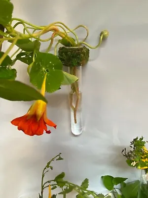 Modern Magnetic Moss Vase Test Tube Flower Bud Hydroponic Gift • $20