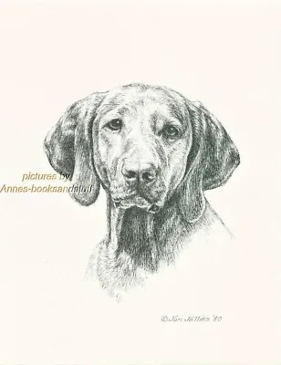#262 VIZSLA Portrait  Dog Art Print * Pen And Ink Drawing * Jan Jellins • $11.95