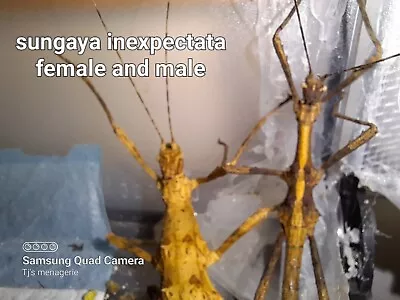 £10 • Buy Sungaya Inexpectata(sunny) Stick Insect Nymphs X10 Plus 4 Free