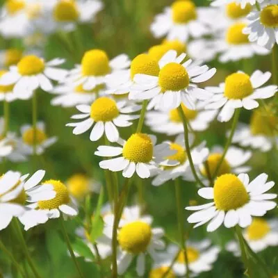 German Chamomile Seeds 2500+ Herb Medicinal Fragrant Groundcover ANNUAL USA • $2.25