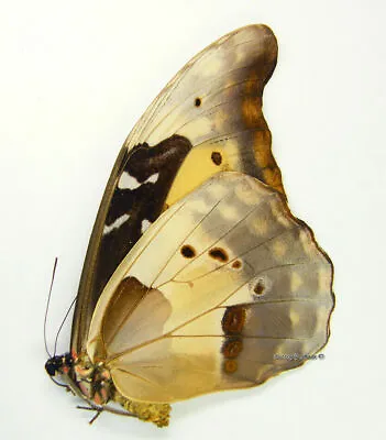 Unmounted Butterfly / Morphidae - Morpho Rhetenor Helena FEMALE 66-68mm • $103.94