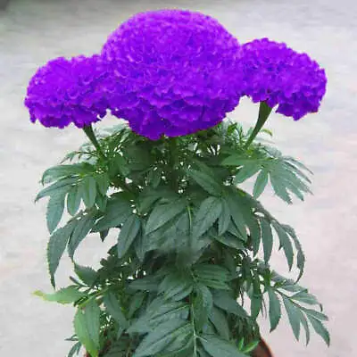 100 Purple Blue Marigold Seeds Home Garden Edible Flower Seed Potted Plant • $5.25