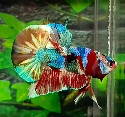 Live Betta Fish High Quality - HMPK Male KOI Multigold  - USA Seller • $62