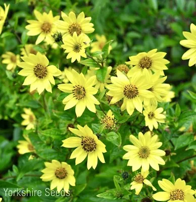 Lemon Queen Sunflower 50x Seeds - Perennial - Flower • £1.99